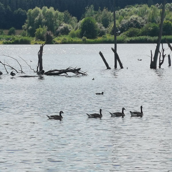 Goldbergsee Coburg